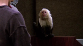 - I don't know what to say, Ross. Uh, it's a monkey.
- Just say what you feel, Joey.
- Marcel, I'm hungry.