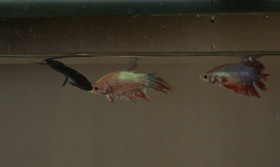- Siamese fighting fish, fascinating creatures. Brave, but on the whole, stupid. Yes, they're stupid. Except for the occasional ones such as we have here, who lets the other two fight while he waits. Waits until the survivor is so exhausted that he cannot defend himself. And then, like SPECTRE, he strikes.
- I find the parallel amusing.
- Our organization did not arrange for you to come over from the Russians just for amusement. Number Three.