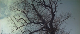 Ah, here's an oak.
«Spring. And love. And happiness. Haven't you grown weary of this foolish, senseless illusion? Over and over again, and all sheer illusion. There is no spring, no sun, no happiness. I don't believe in your hopes and illusions».
- It is right, that oak, right a thousand times. Let the young and the naive give themselves over to this fraud. But we know what life is. Our lives are over. I must live out my days without malice, without excitement, without desire.