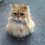 Shera_fly's user picture