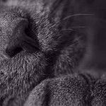 Rinok like a guest's user picture
