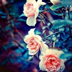 Alex_Zoom's user picture
